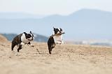 BOSTON TERRIER 395